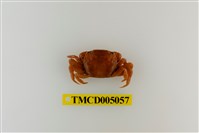 藏品(絨毛近方蟹)的圖片